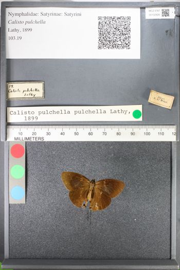 Media type: image;   Entomology 102826
